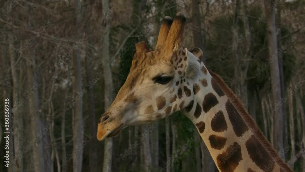 giraffe walking with beautiful background at golden hour super slowmo giraffe walking with beautiful background at golden hour super slowmo