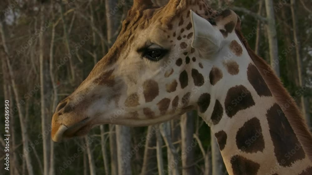 giraffe close up walking against trees background at golden hour giraffe close up walking against trees background at golden hour
