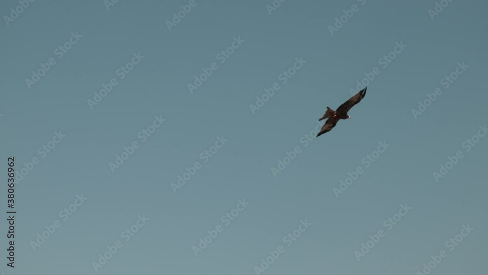 Red Kite Using Forked Tail to Change Directions Gliding through Air Red Kite Using Forked Tail to Change Directions Gliding through Air
