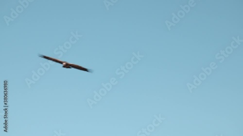 Huge Griffon Vulture Flaps Wings and Glides in Sky, Low Angle Slow Motion photo