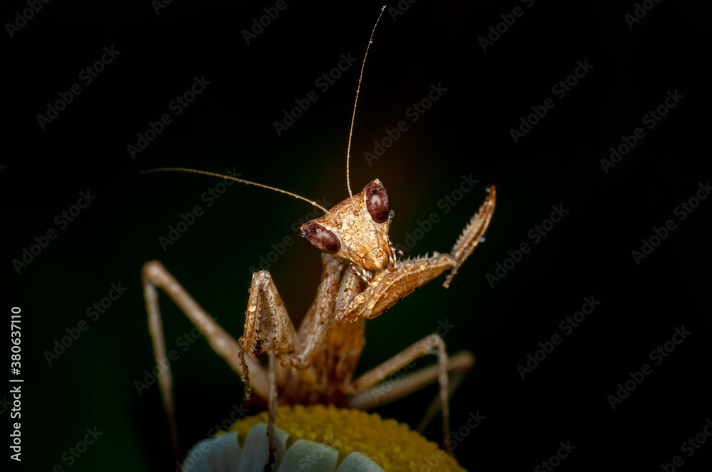 Close up of pair of Beautiful European mantis ( Mantis religiosa ) Close up of pair of Beautiful European mantis ( Mantis religiosa )