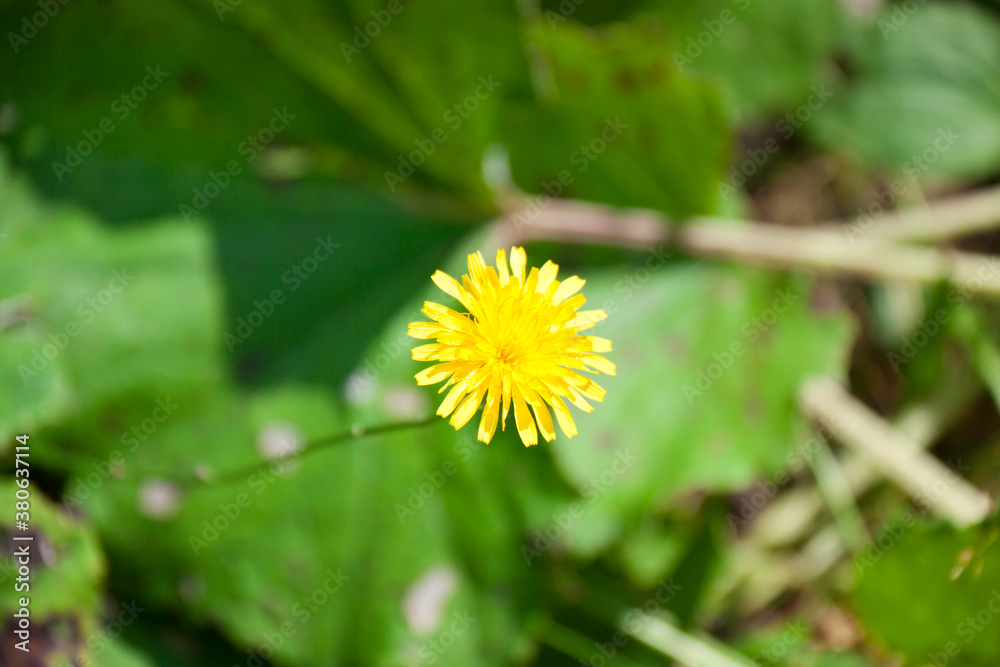 dandelions with green leaffs in Siberia in Autumn
