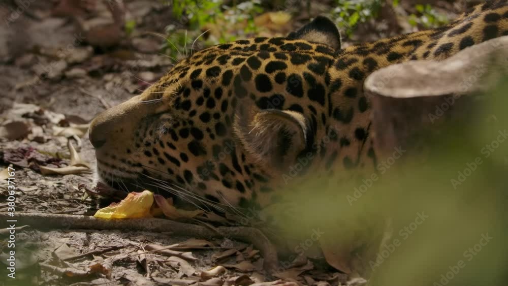 jaguar sleeping on jungle floor jaguar sleeping on jungle floor