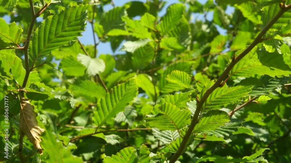 beech leaves blowing in the wind (seamless loop) beech leaves blowing in the wind (seamless loop)