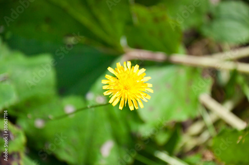Obraz na płótnie dandelions with green leaffs in Siberia in Autumn w salonie