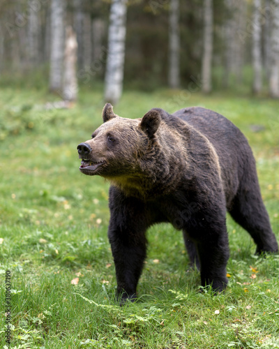 Brown bear in North Karelia of Finland. Bear watching is a popular attraction in North Eastern Finland where bear population in healthy.
