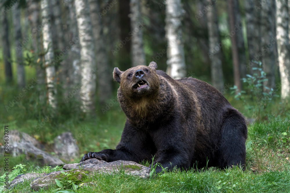 Fototapeta premium Brown bear in North Karelia of Finland. Bear watching is a popular attraction in North Eastern Finland where bear population in healthy.