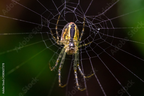 spider in the center of the cobweb on a blurred background