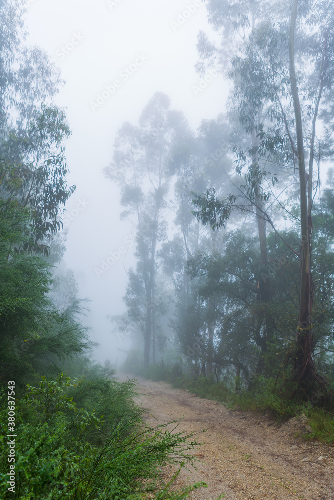 Obraz premium Fog in the forest