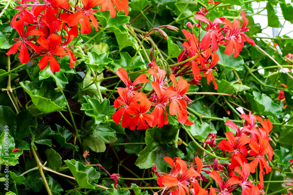 Geranienblüten