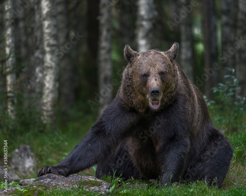 Brown bear in North Karelia of Finland. Bear watching is a popular attraction in North Eastern Finland where bear population in healthy.