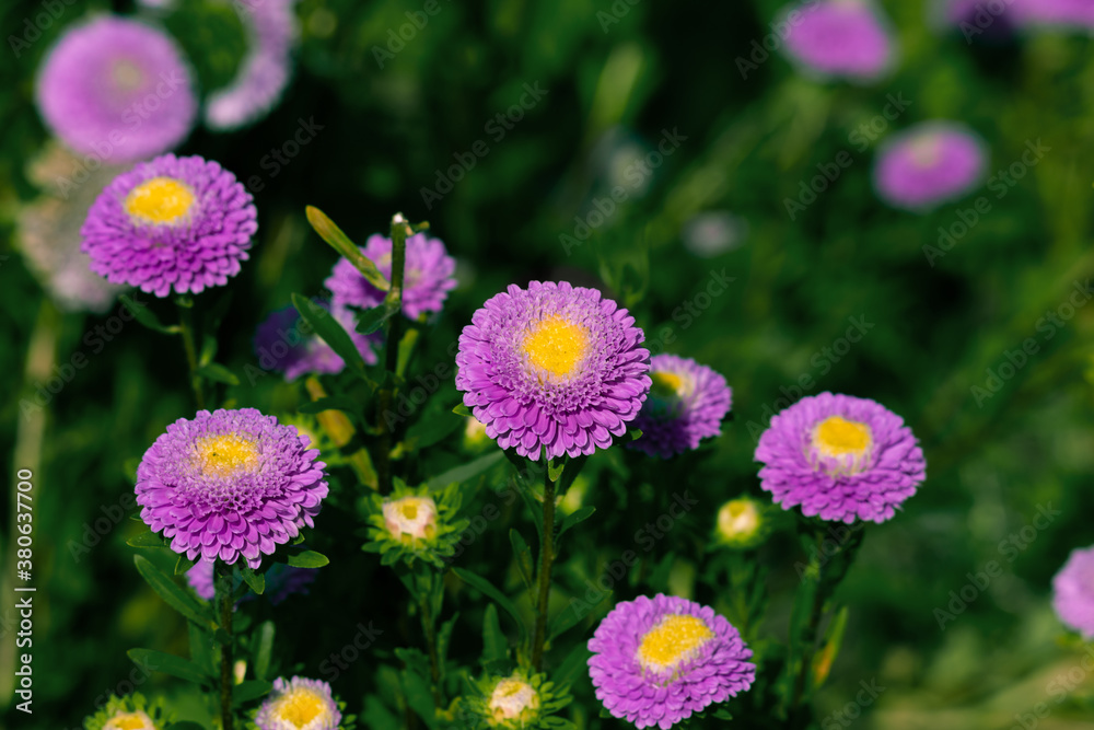 Aster flower large pink petals. Aster flower large pink petals.