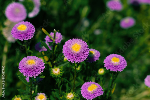 Aster flower large pink petals.