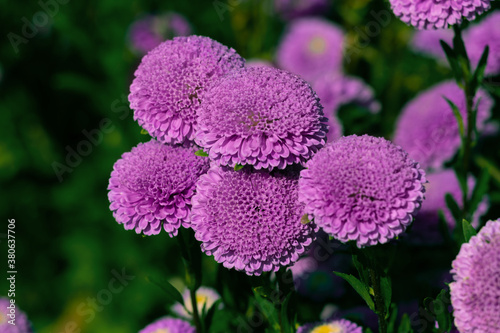 Aster flower large pink petals.