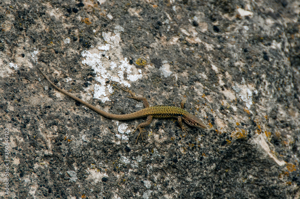 A green lizard basking in the sun on a moss covered rock. A green lizard basking in the sun on a moss covered rock.