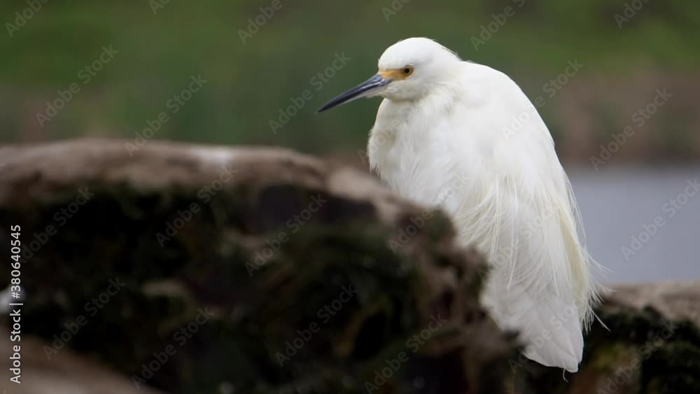 Snowy Egret Heron Standing on a Dead Tree while Wind Moves hes Feathers Snowy Egret Heron Standing on a Dead Tree while Wind Moves hes Feathers