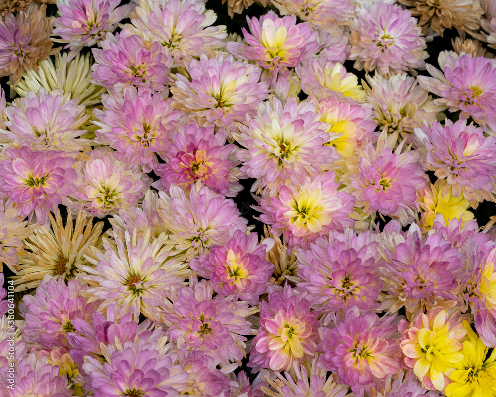 Chrysanthemen