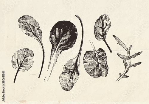 Hand drawn collection of leafy greens drawings, lettuce leaves, clip art botanical illustrations