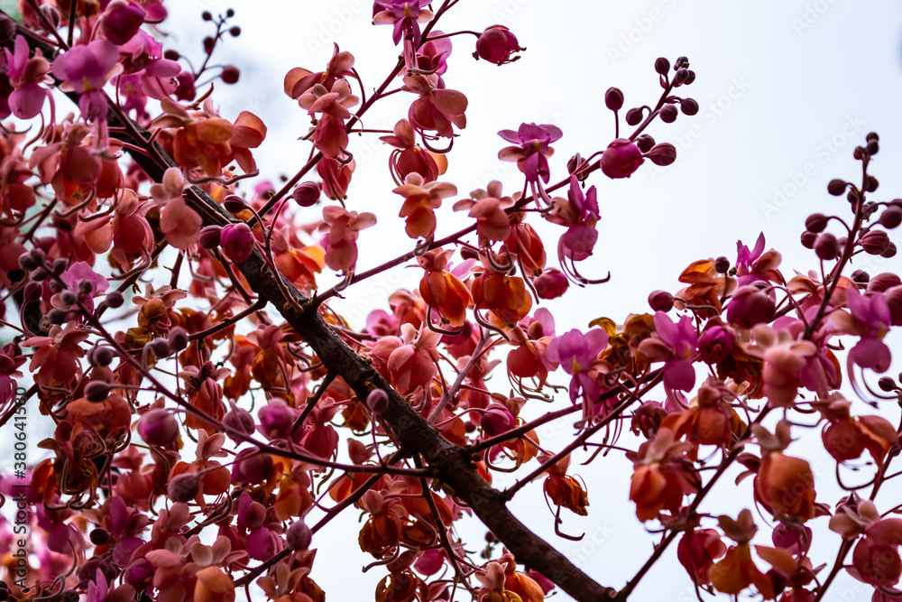 Galho com flores de acácia rosa. Galho com flores de acácia rosa.