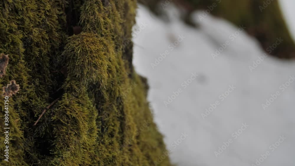 Mushrooms hidden under moss on the bark of a tree in the forest. Mushrooms hidden under moss on the bark of a tree in the forest.