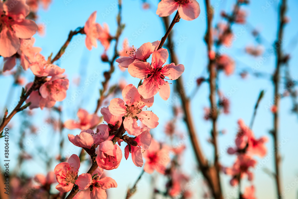 Peach blossoms blooming in the spring garden, China Peach blossoms blooming in the spring garden, China