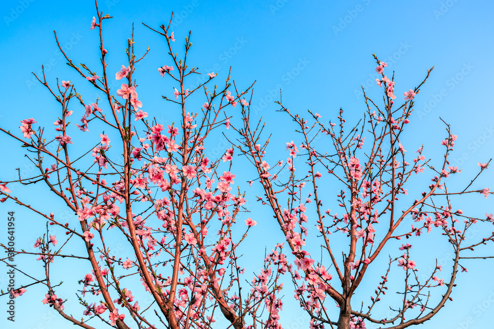 Peach blossoms blooming in the spring garden, China Peach blossoms blooming in the spring garden, China