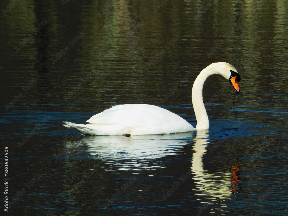 Fototapeta premium Swan Fishing