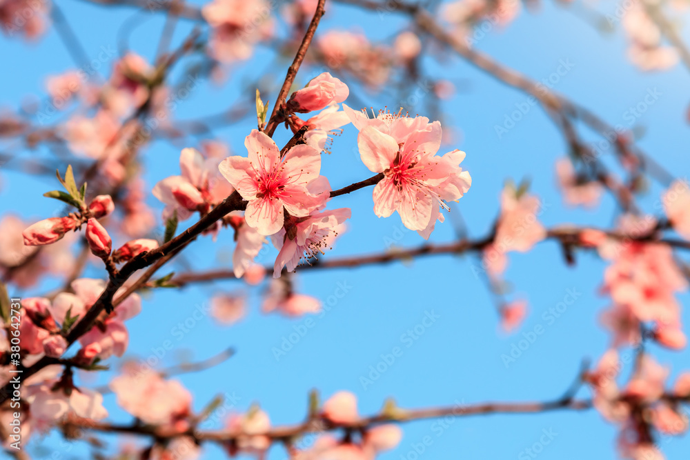 Peach blossoms blooming in the spring garden, China Peach blossoms blooming in the spring garden, China