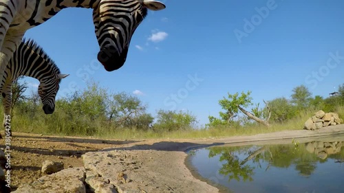 A low angle view of a Zebra cautiously getting a drink from the watering hole and spits water at the camera photo