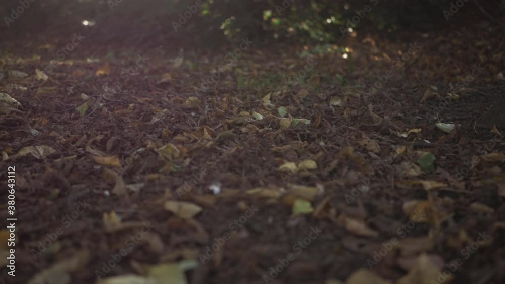 Autumn leaves on the ground low panning shot Autumn leaves on the ground low panning shot