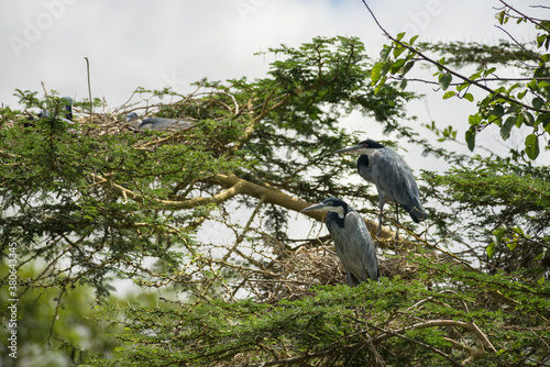 Black-headed herons  Ardea melanocephala  perched in tree  Kenya  East Africa