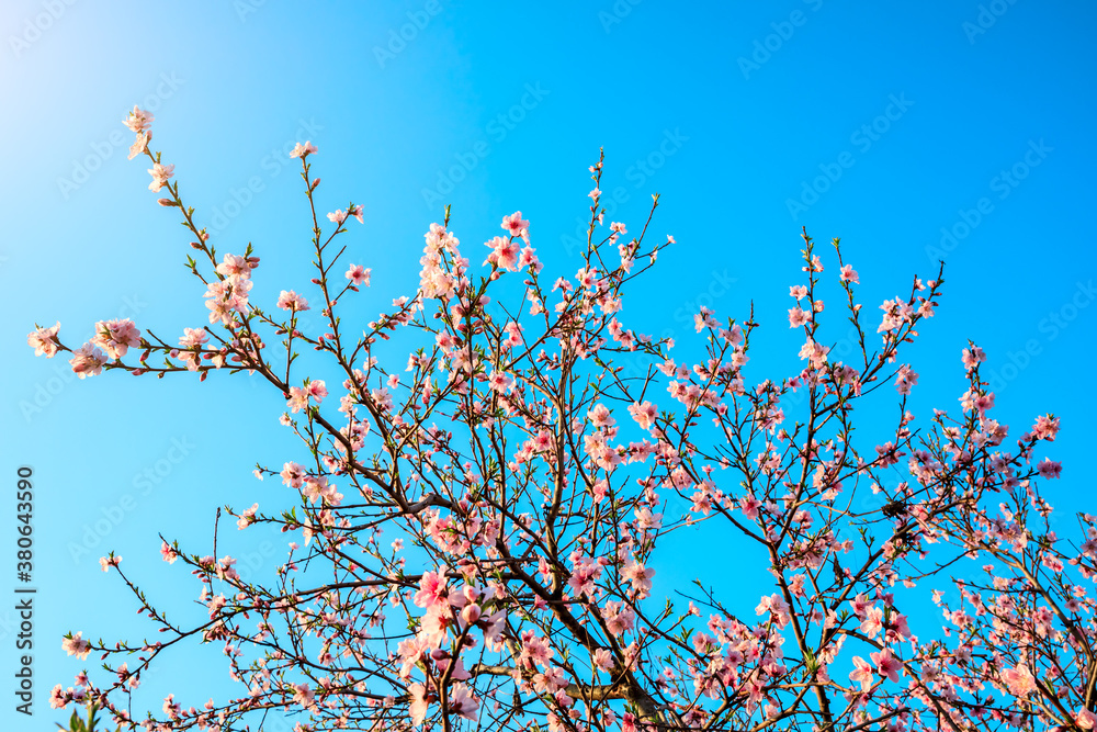 Peach blossoms blooming in the spring garden, China Peach blossoms blooming in the spring garden, China