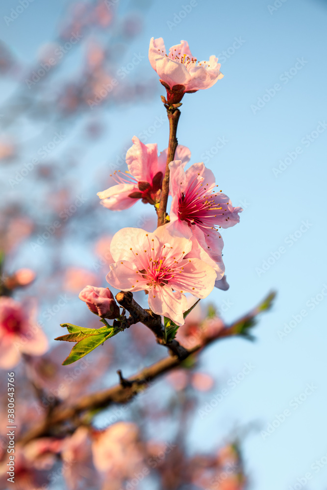 Peach blossoms blooming in the spring garden, China Peach blossoms blooming in the spring garden, China