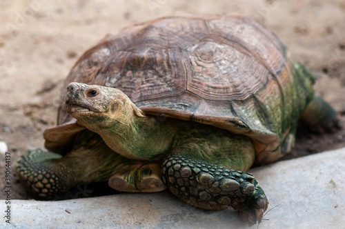 Big tortoise adult at Thailand zoo.