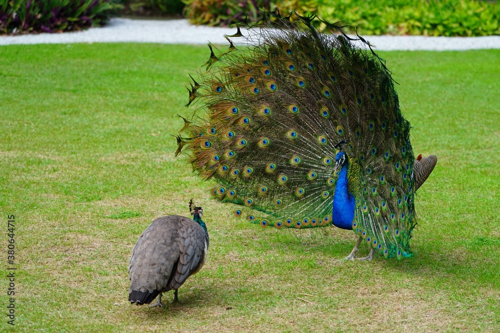 Obraz premium Colorful green and blue male peacock bird with its plume feathers tail fully opened