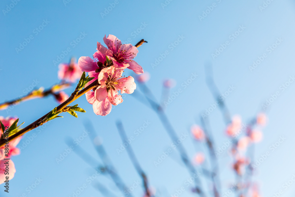 Peach blossoms blooming in the spring garden, China Peach blossoms blooming in the spring garden, China