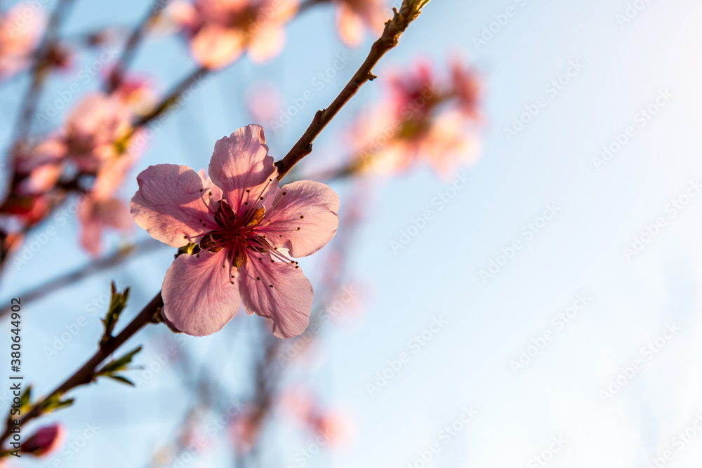 Peach blossoms blooming in the spring garden, China Peach blossoms blooming in the spring garden, China