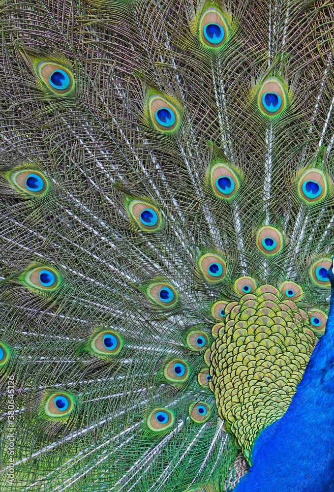 Obraz premium Colorful green and blue male peacock bird with its plume feathers tail fully opened