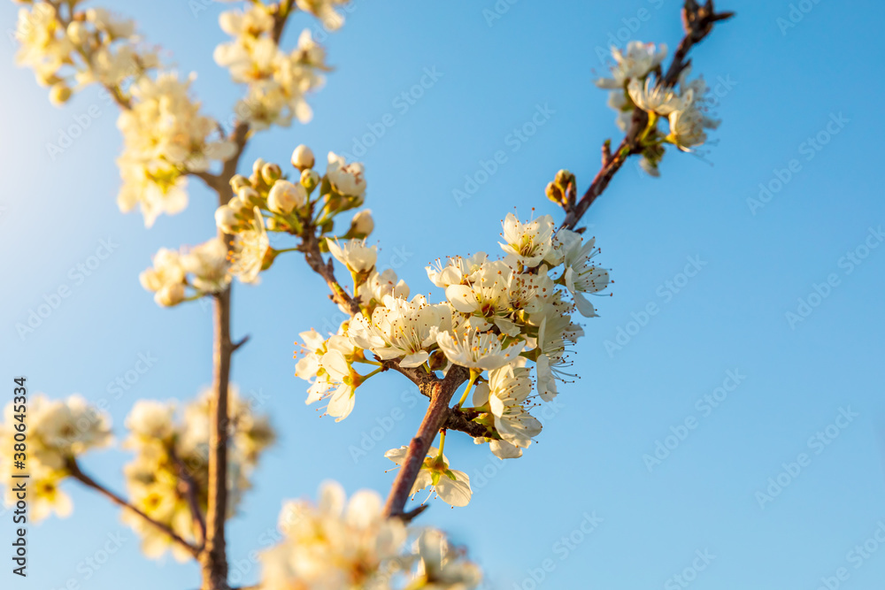 Peach blossoms blooming in the spring garden, China Peach blossoms blooming in the spring garden, China
