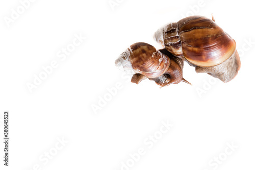 advertising photo of snails for billboard with empty space for text