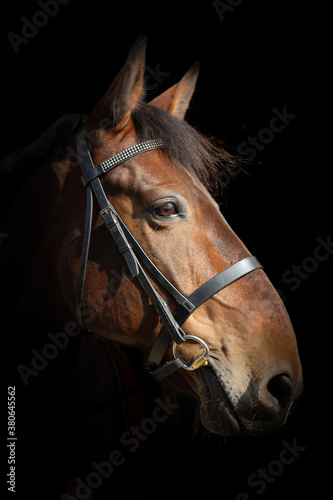 portrait of a horse © stuart