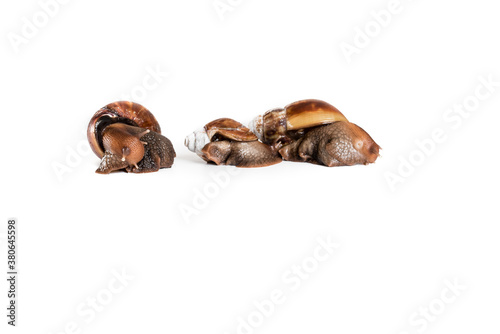 High-quality photograph of medical snails on a white background. solated snails on white background. Macro photo
