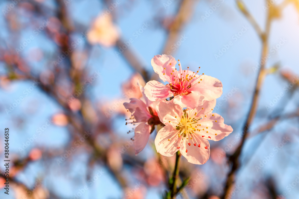 Peach blossoms blooming in the spring garden, China