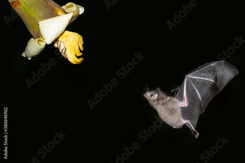 Fototapeta Naklejka Na Ścianę i Meble -  Pallas's long-tongued bat (Glossophaga soricina) is a South and Central American bat with a fast metabolism that feeds on nectar. 
