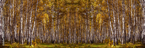 Golden autumn in a birch grove pisage. Colorful bright foliage and white birch trunks. Yellow red orange foliage on the trees in the forest. Fall leaf season background.