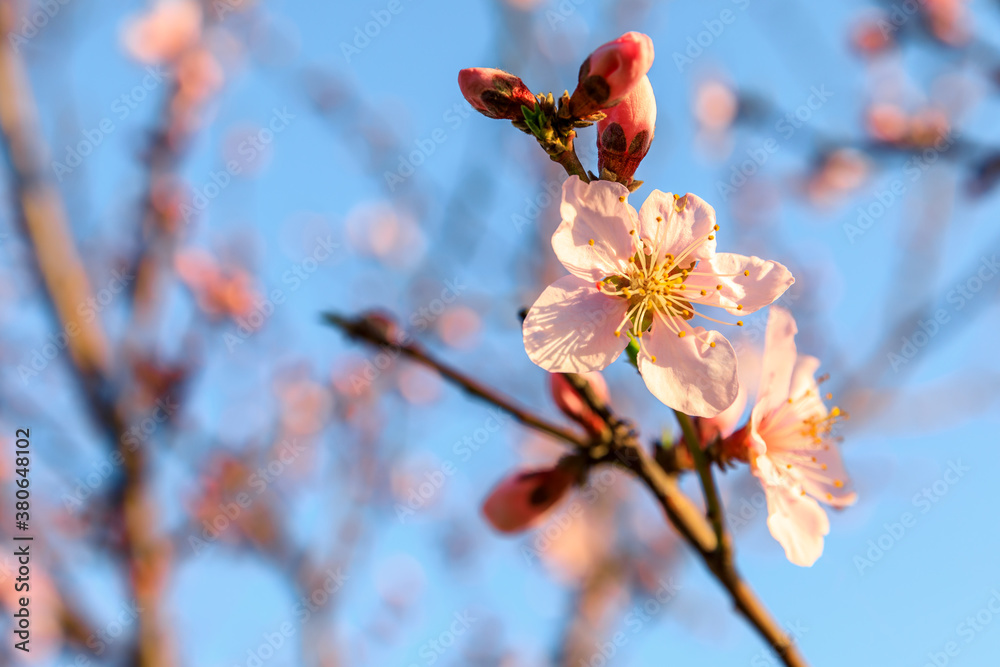 Peach blossoms blooming in the spring garden, China Peach blossoms blooming in the spring garden, China