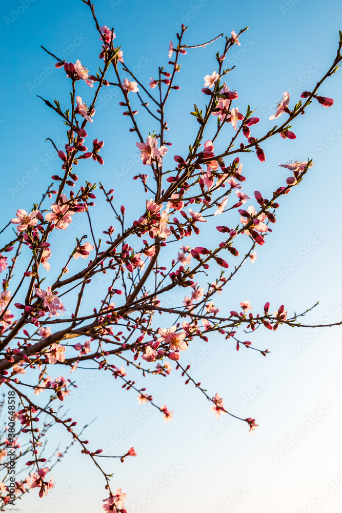 Peach blossoms blooming in the spring garden, China Peach blossoms blooming in the spring garden, China