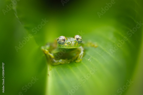 Sachatamia albomaculata is a species of frog in the family Centrolenidae. It is found in Honduras, Costa Rica, Panama, western Colombia, and northwestern Ecuador photo