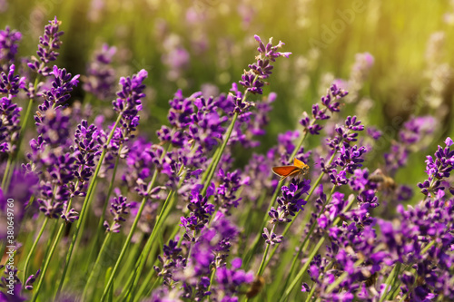 Beautiful butterfly in blooming lavender field on summer day  closeup