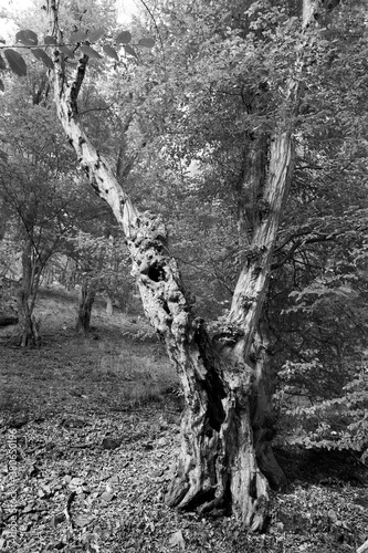 Romantic old big Trees in virgin Forest about River Sazava in Central Czech